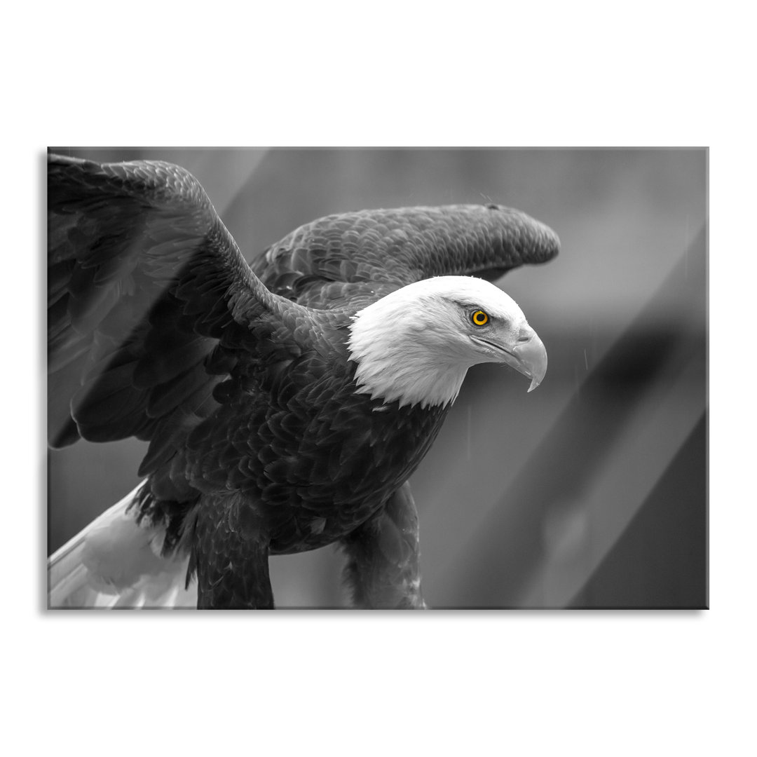 Ungerahmtes Foto auf Glas "Beautiful Bald Eagle"