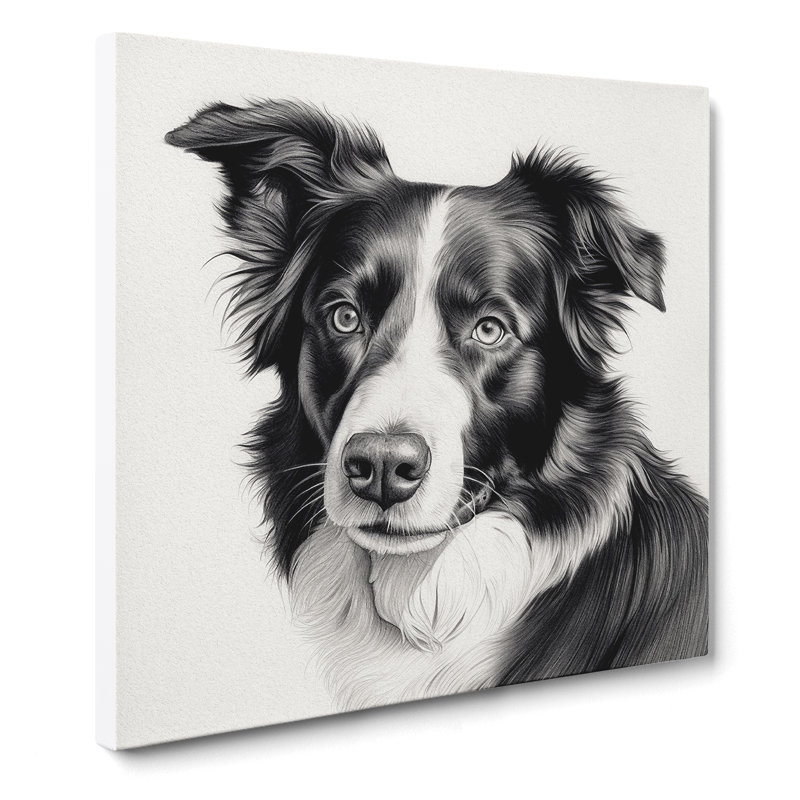 Border Collie Drawing No.1 - Print, 35cm H x 35cm W x 3cm D