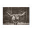 Art mural sur toile «Bachelor Nathan Larson Longhorn Flowers sépia»-101101230