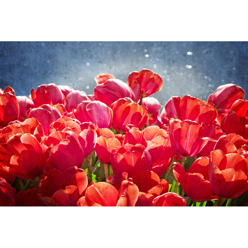 Fuchsia Tulips I by Rachel Perry - Wrapped Canvas Painting, 81cm H x 122cm W x 3.8cm D