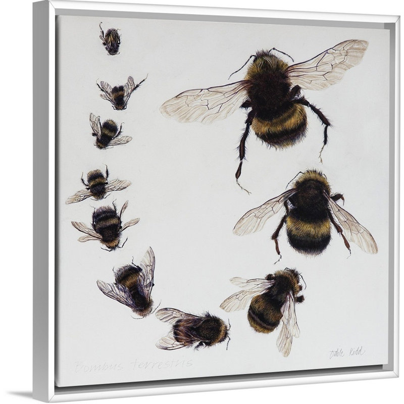 Bombus, 2015 - reproduction d'art, Cadre flottant blanc, H 26 po x l 26 po x P 1,75 po