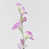 Light Purple is out of stock selected