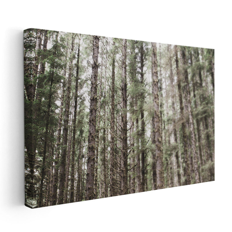 «Mossy Pines», reproduction d'art sur toile, H 20 po x l 30 po