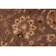 Dorn Wool Oriental Indoor Rug