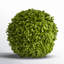 Preserved Greens Topiary, Hedge Plant in-1214296196