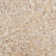 Fossil New Antique Petrified Stone Mosaic