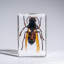 Genuine Single Cicada In Lucite
