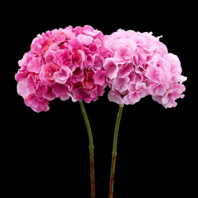 Hortensia Hortensia Sprays