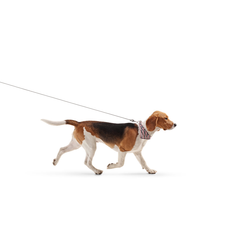 Beagle Dog par Ljupco - Photographie sur toile tendue, H 32 po x l 48 po
