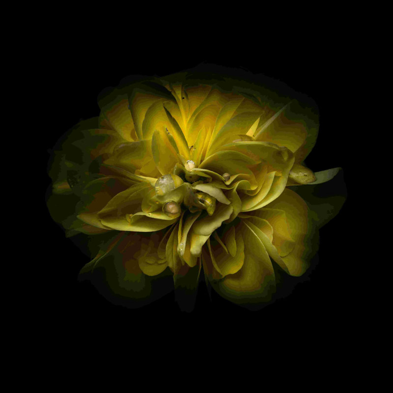 Jaune camélia - peinture sur toile tendue, H 12 po x l 12 po x P 1,25 po
