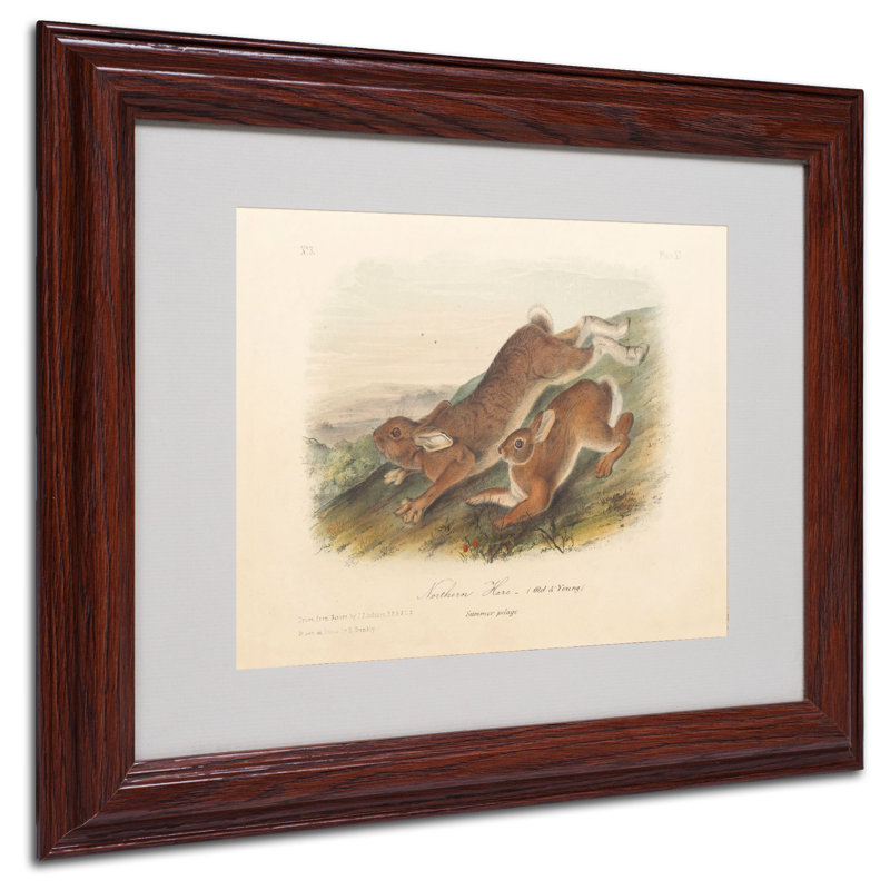 « northern lièvre » par john james audubon, reproduction d’art encadrée, H 11 po x l 14 po x P 0,5 po, Brun
