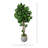 Fiddle Leaf Tree in Fiberstone Pot