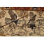Tapis teinture végétale pré-1900 5 x 7
