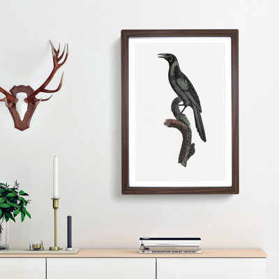 Manucode Bird of Paradise by Jacques Barraband - Picture Frame Painting Print