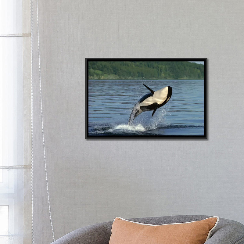 « orca violationing intérieur passage alaska », reproduction de photo sur toile, H 18 po x l 26 po x P 1,5 po, Pas de tapis