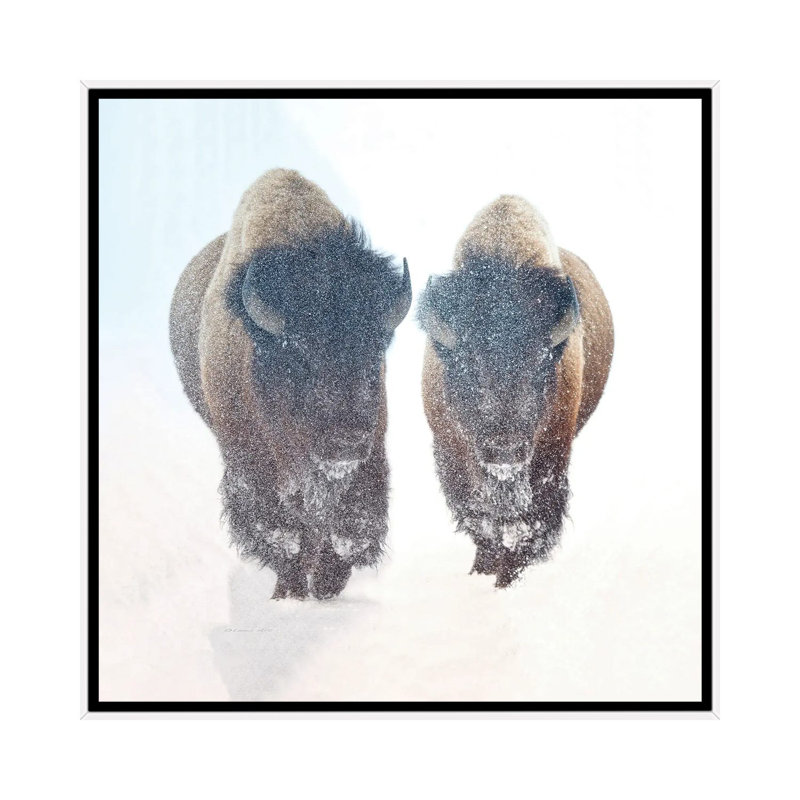 Two Bison In A Snow Storm 1 Piece Floater Frame Wall Art on Canvas
