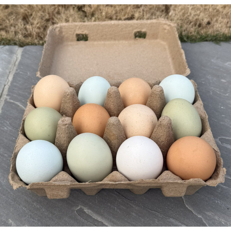 Boîtes à œufs - 12 œufs - paquet de 25, 12 Egg Basket