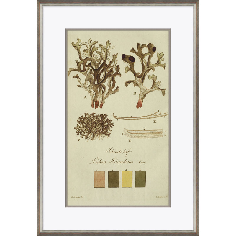 Lichen Studies, John Peter Westring, 1808 Giclee Print by Paul Cezanne