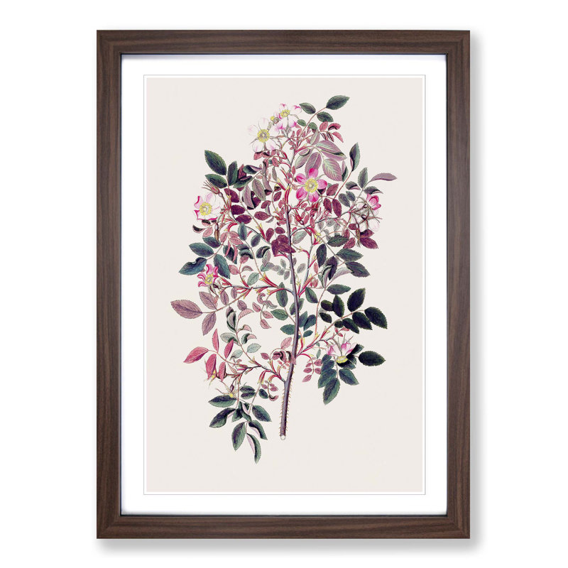 Redleaf Rose Flowers Illustration - Picture Frame Painting Print, Walnut Framed, 48cm H x 36cm W x 2cm D