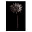 « gerber marguerite copy », reproduction de photo sur toile tendue-33536525