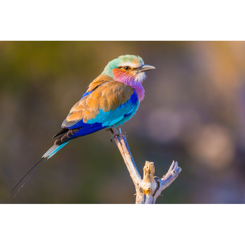 Lilac Breasted Roller by TrevorFairbank - Wrapped Canvas Print, 30cm H x 46cm W x 3.8cm D