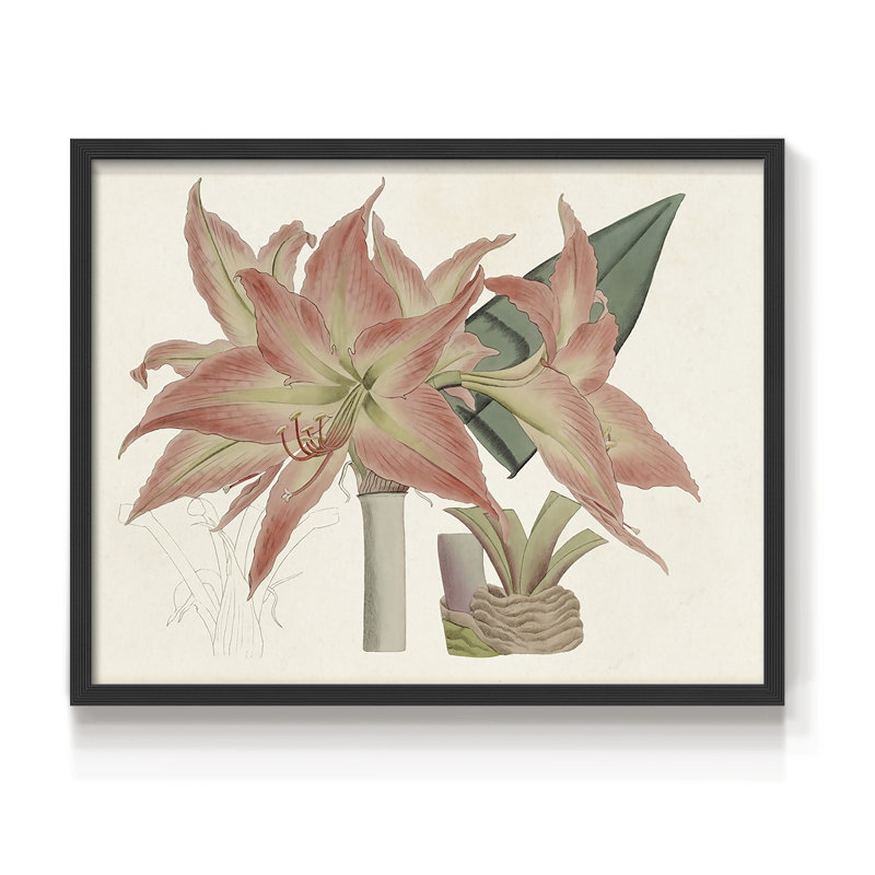 Amaryllis Varietals III -Framed Print - Restickable, 8" H x 10" W, Black