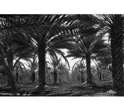 « date palms » par dorothea lange, reproduction de photo