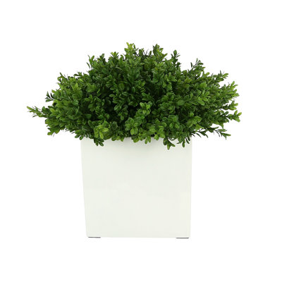 Boxwood Arranged In A Square Pot