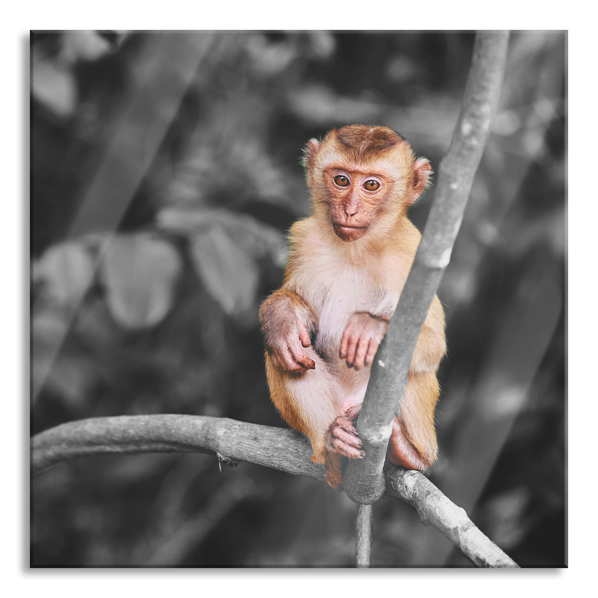 17 Stories Glasbild kleiner Affe auf einem Ast sitzend