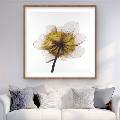 Beautiful Anemone Yellow Flower - Contemporary Framed Print