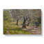 The Olive Grove by William Merritt Chase - Wrapped Canvas Painting-61850965