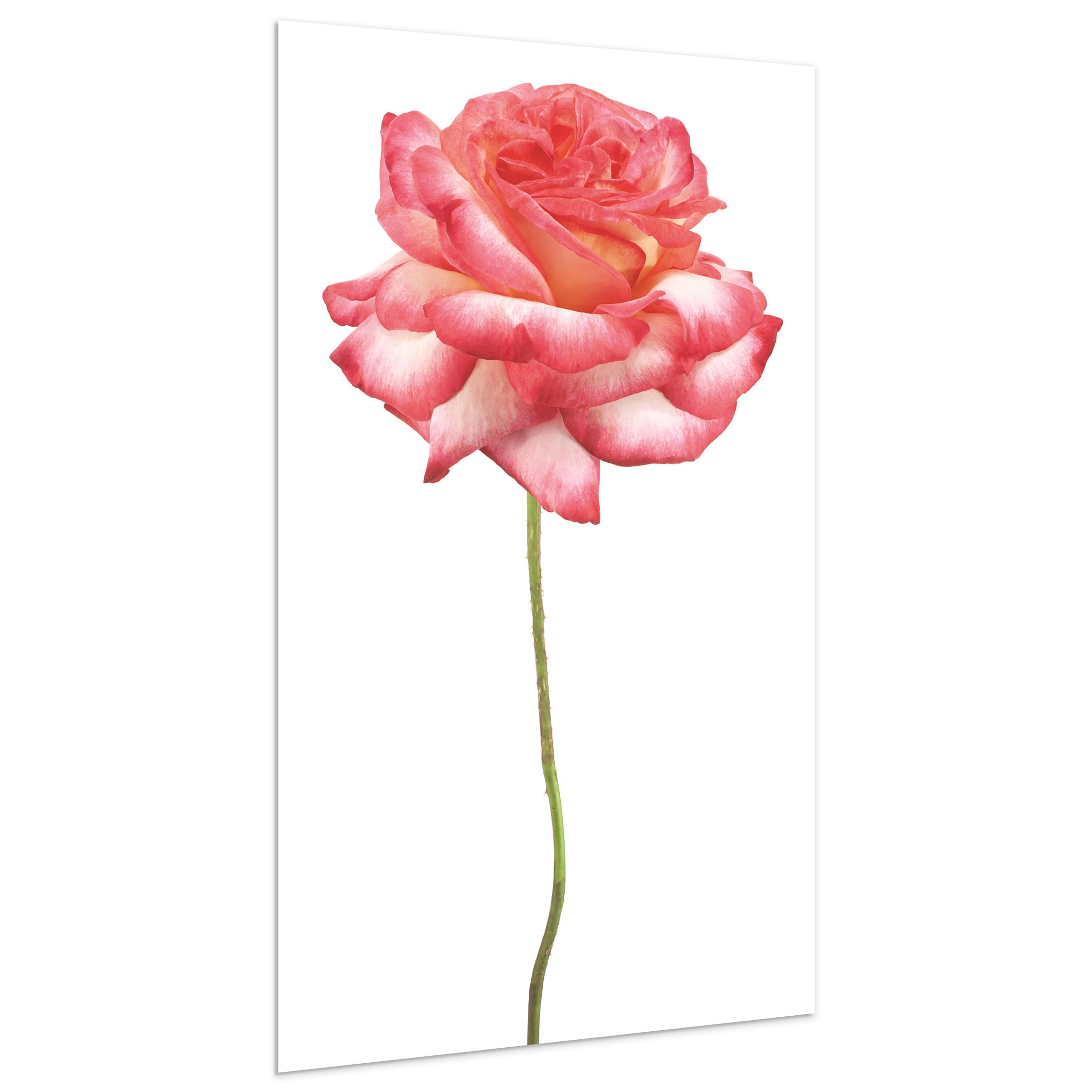 Empire Art Direct Rose Pink Rose On White On Glass Print