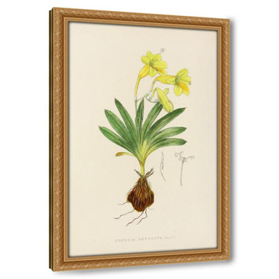 Freesia Refracta (1921)