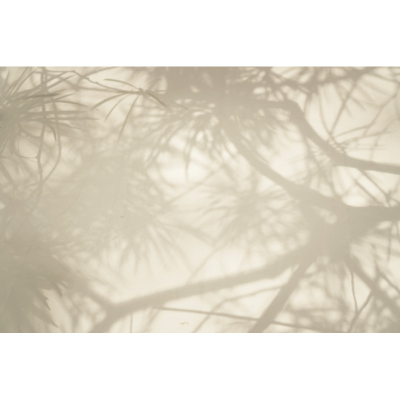 Branch Shadows by Greenleaf123 - Wrapped Canvas Print, 81cm H x 122cm W
