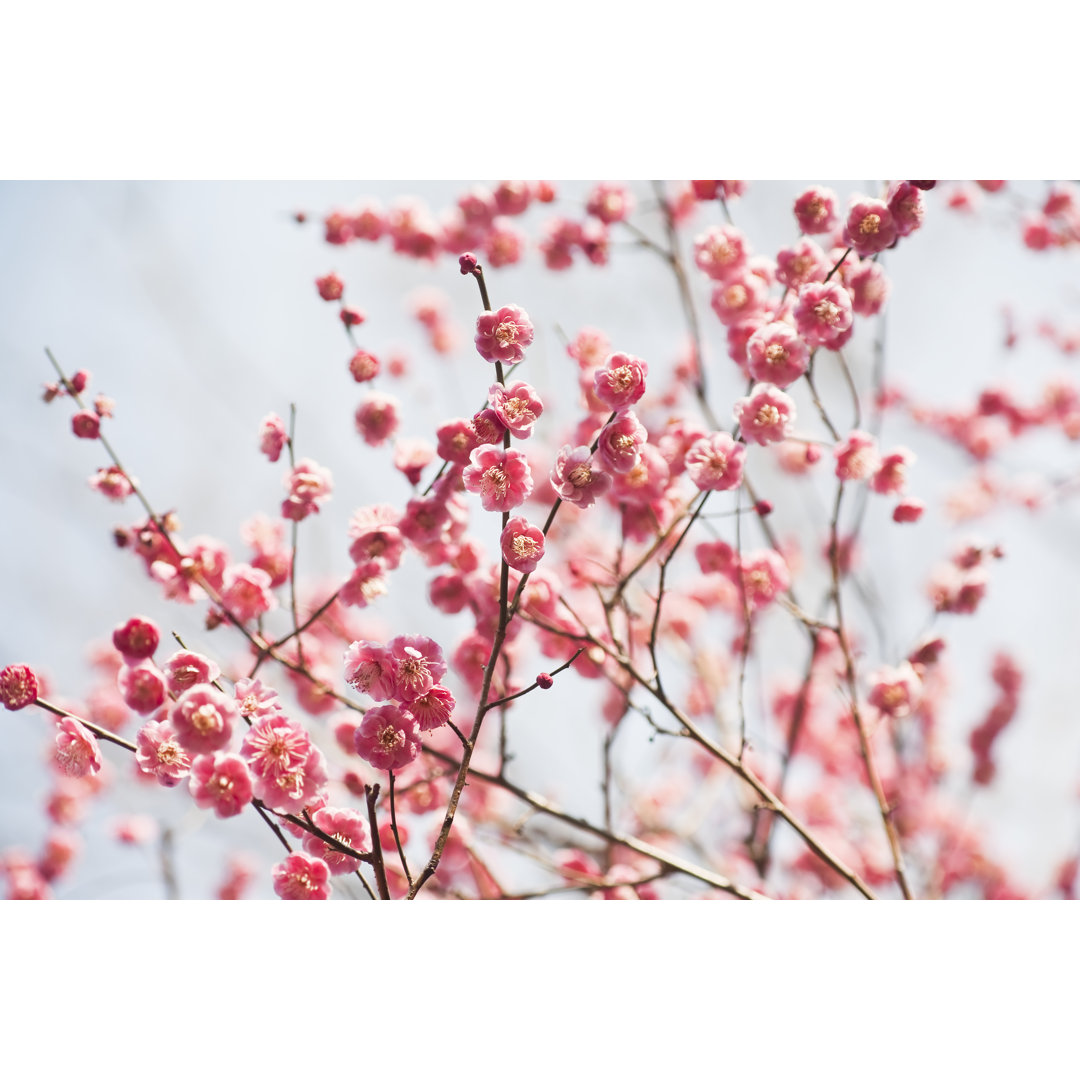 Pflaumenblüten von Ooyoo - Leinwandbild