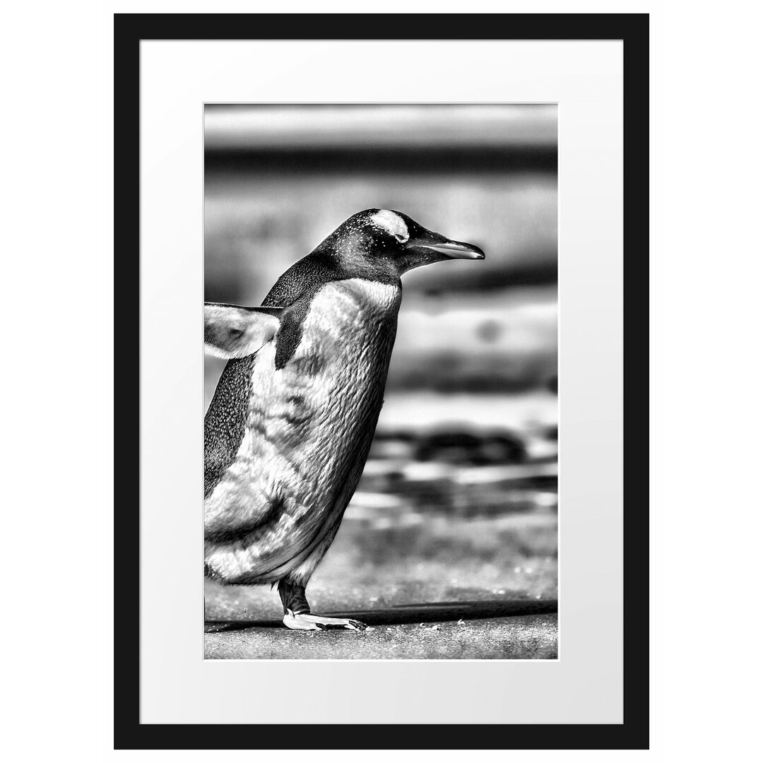 Gerahmtes Poster Pinguin am Strand