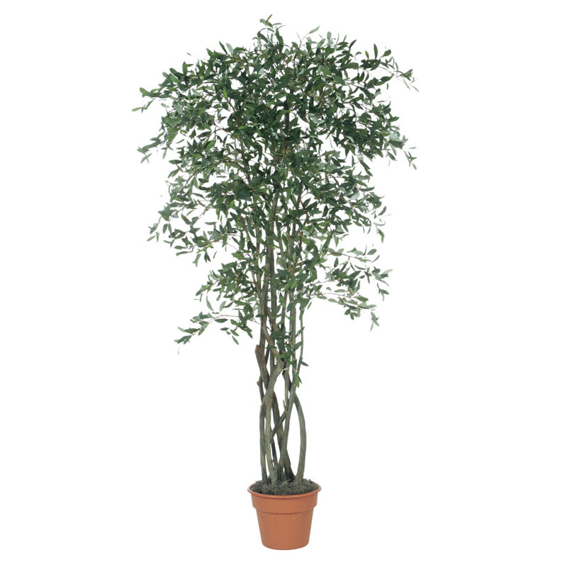 Arbre en pot Kanode