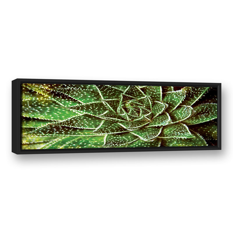 Spotty Succulent, reproduction d'art sur toile, L 35,75 po x H 13,75 po