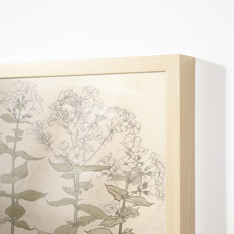 Studies Of Phlox Print by Julie De Glad
