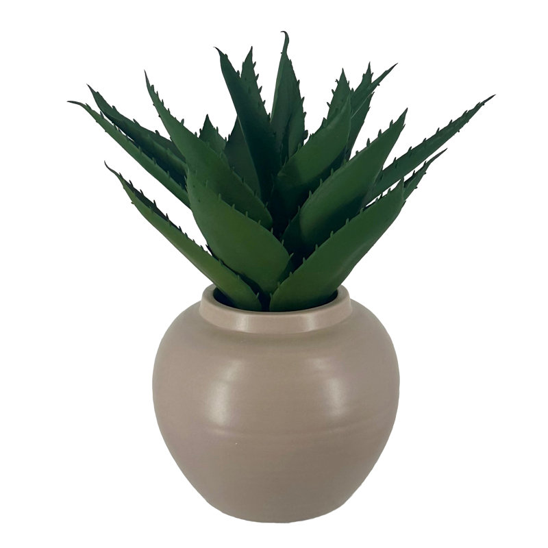 Aloe in Ceramic Pot