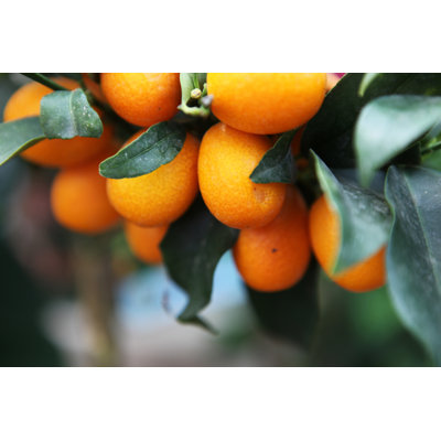 Oranges On A Tree by Nenov - Wrapped Canvas Print