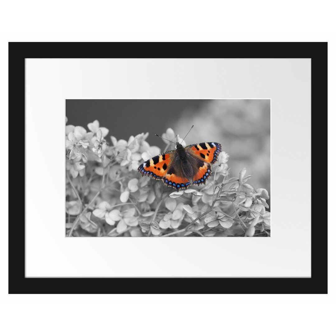 Gerahmtes Poster Schmetterling auf weißen Blüten