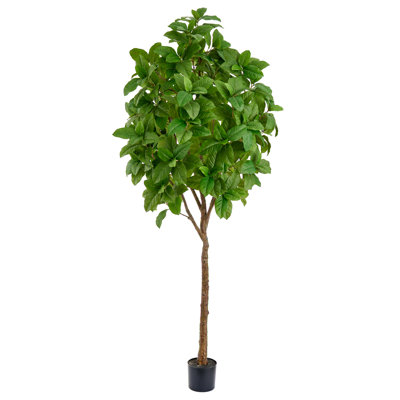 8'FICUS ELASTICA TREE IN POT