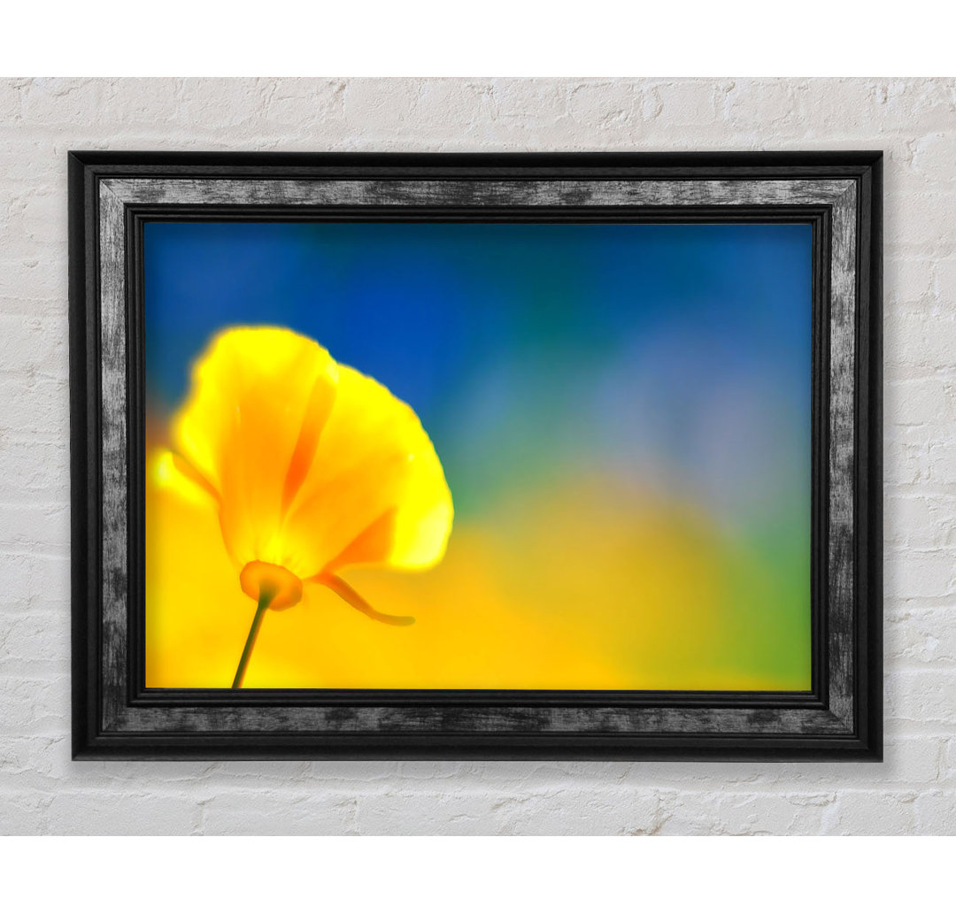 California Poppy Gelb - Einzelner Bilderrahmen Kunstdrucke