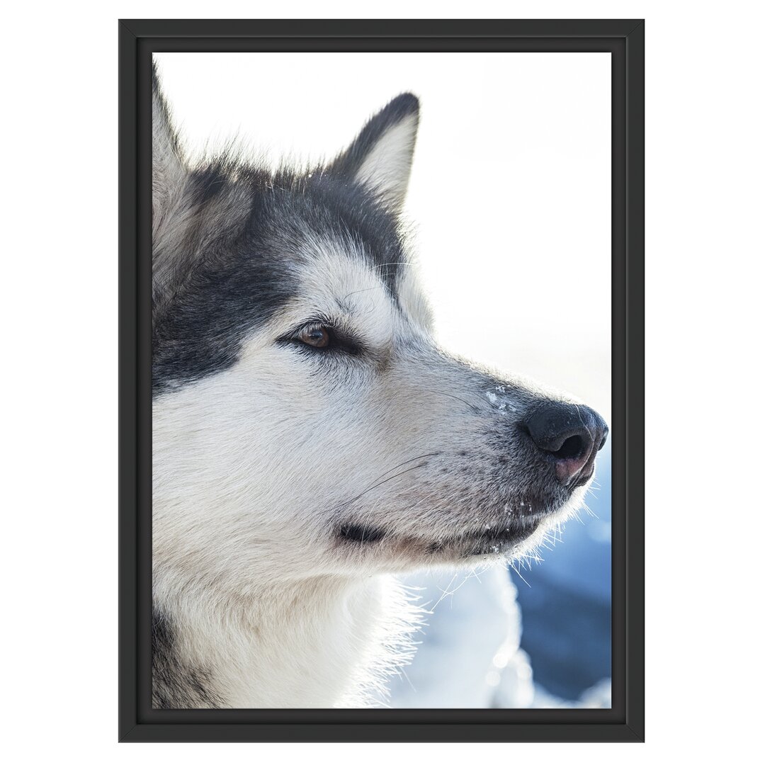 Gerahmtes Wandbild HuskySchnee