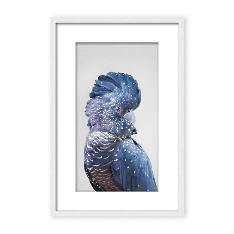 Nature Inspired Black Cockatoo by  - Picture Frame Photograph on Paper, 48" H x 32" W x 1.125" D, Framed Matted Print, Black
