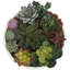 Plante grasse artificielle 1,8 po en pot