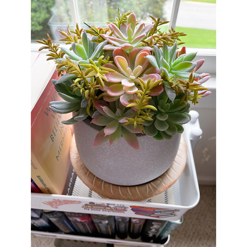 Bonsaï plante grasse 10 po