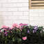 Samuel Alexander 23 cm H x 23 cm W Plastic Lawn Edging Fencing with 6 Panel(s) Included