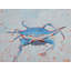 Blue Crab 2 Print by Phyllis Adams-64402088